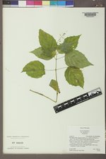 Circaea canadensis image