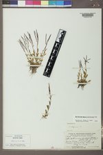 Epilobium anagallidifolium image