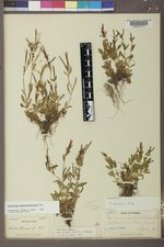 Epilobium anagallidifolium image