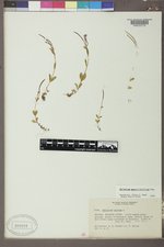 Epilobium anagallidifolium image