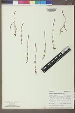 Epilobium anagallidifolium image