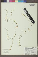 Epilobium anagallidifolium image