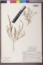 Gayophytum racemosum image