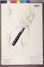 Gayophytum ramosissimum image