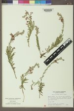 Oenothera suffrutescens image