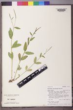 Epilobium lactiflorum image