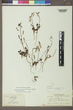 Chylismia scapoidea image