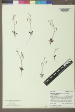 Chylismia scapoidea image