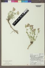 Sphaeralcea coccinea image