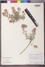 Sphaeralcea coccinea image