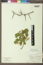 Crataegus chrysocarpa image