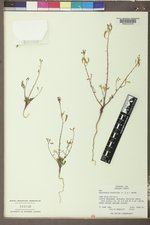 Chylismia scapoidea subsp. scapoidea image