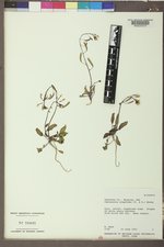Chylismia scapoidea subsp. scapoidea image