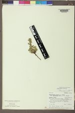 Chamaerhodos erecta image