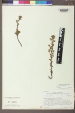 Chamaerhodos erecta image