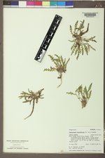 Taraxia breviflora image