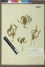 Taraxia breviflora image