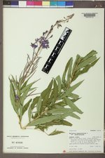 Chamaenerion angustifolium subsp. angustifolium image