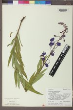 Chamaenerion angustifolium subsp. angustifolium image