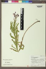 Chamaenerion angustifolium subsp. angustifolium image