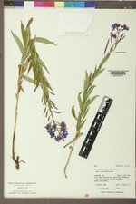 Chamaenerion angustifolium subsp. angustifolium image