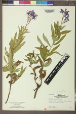 Chamaenerion angustifolium subsp. angustifolium image