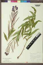Chamaenerion angustifolium subsp. angustifolium image