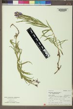 Chamaenerion angustifolium subsp. angustifolium image