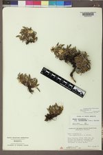 Dryas hookeriana image