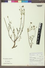 Lomatium sandbergii image