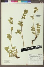 Drymocallis pseudorupestris var. pseudorupestris image