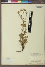Drymocallis pseudorupestris image