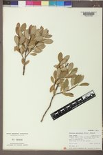 Photinia parvifolia image