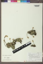 Petrophyton caespitosum image