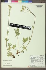 Potentilla diversifolia image