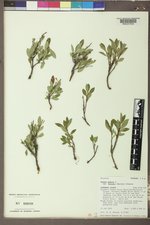 Prunus pumila var. besseyi image