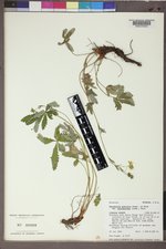 Potentilla pulcherrima image