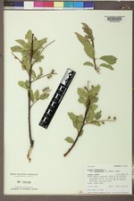 Prunus virginiana var. demissa image