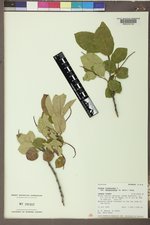 Prunus virginiana var. demissa image