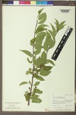 Prunus pensylvanica image