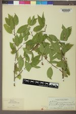 Prunus pensylvanica image