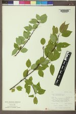 Prunus pensylvanica image