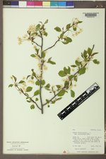 Prunus pensylvanica image