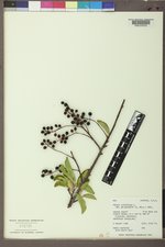 Prunus virginiana var. demissa image