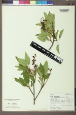 Prunus virginiana var. demissa image