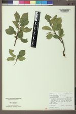 Prunus virginiana var. demissa image