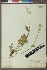 Potentilla diversifolia image