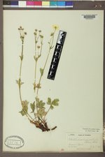 Potentilla diversifolia var. diversifolia image
