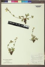 Potentilla diversifolia image