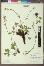 Potentilla diversifolia var. diversifolia image